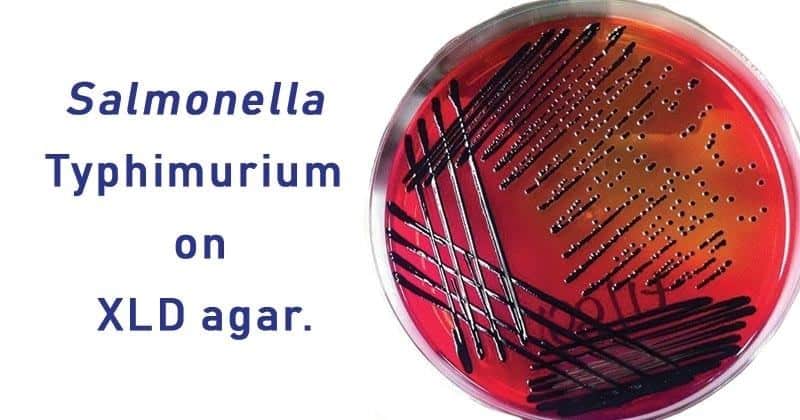 Salmonella Typhimurium on XLD agar